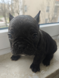 Cuccioli di bouldogue francese