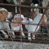 Cuccioli pointer inglese