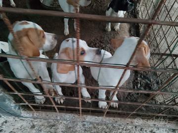 Cuccioli pointer inglese