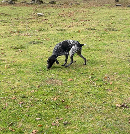 Bracco tedesco maschio da tartufi
