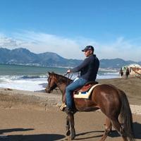 Quarter horse