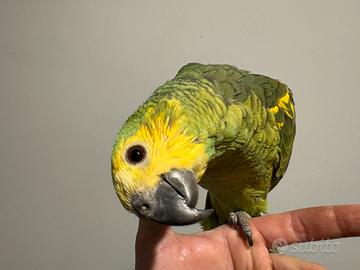 Amazzone fronte blu allevata a mano