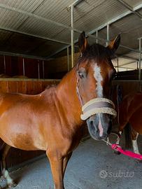Pony welsh 13 anni