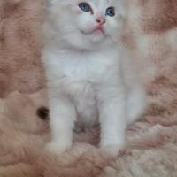 Ragdoll con Pedigree