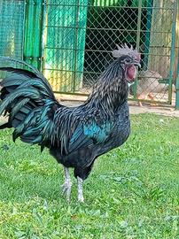 Gallo