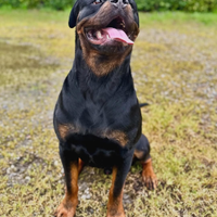 Do vis rotweiler con pedigree
