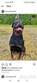 Do vis rotweiler con pedigree