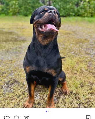 Do vis rotweiler con pedigree