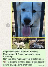 Pastore Abruzzese