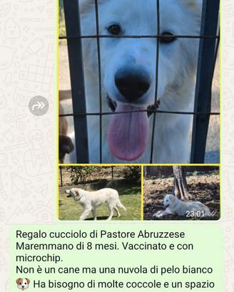 Pastore Abruzzese