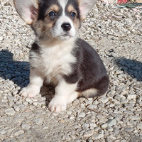 Welsh corgi Pembroke pedigree enci