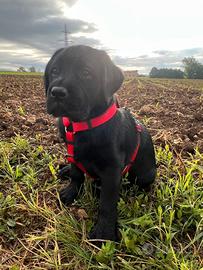 Cucciolo di labrador