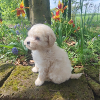 Cuccioli barboncino Toy bianco