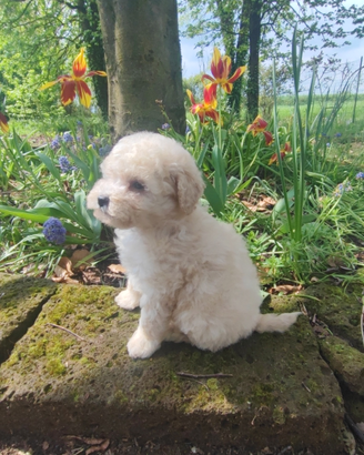 Cuccioli barboncino Toy bianco