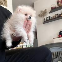 Spitz di pomerania linea coreana Max 18 cm AD