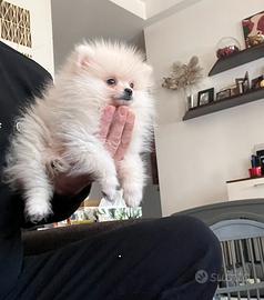 Spitz di pomerania linea coreana Max 18 cm AD