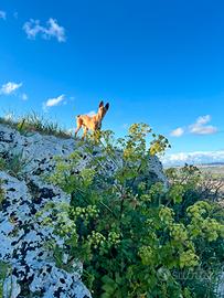 Cirneco dell'Etna