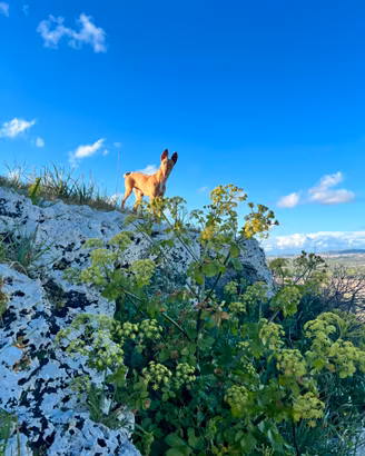 Cirneco dell'Etna