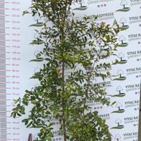 Pianta di eugenia myrtifolia