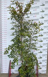 Pianta di eugenia myrtifolia