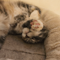 Maine coon femmina