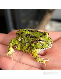 Rana Pacman Green (Ceratophrys cranwelli) CB