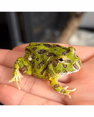 Rana Pacman Green (Ceratophrys cranwelli) CB