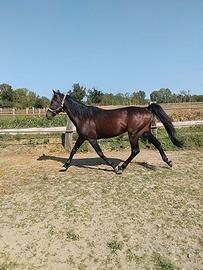 cavallo