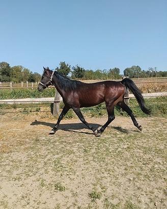 cavallo