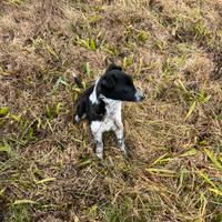 Cucciola border collie