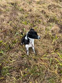 Cucciola border collie