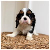 Cuccioli Cavalier King Tricolor disponibili