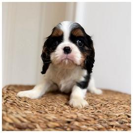 Cuccioli Cavalier King Tricolor disponibili