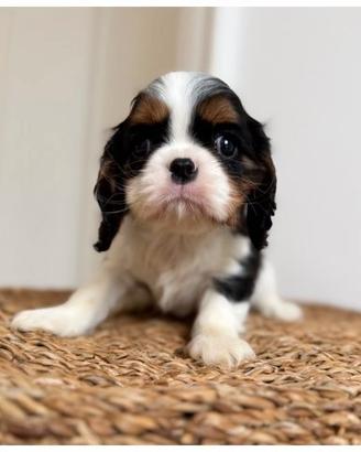Cuccioli Cavalier King Tricolor disponibili