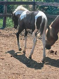 puledra