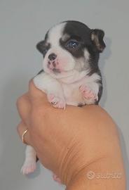 Chihuahua tricolore con Pedigree Enci