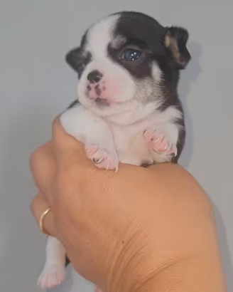 Chihuahua tricolore con Pedigree Enci