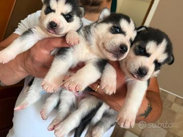 Cuccioli siberian husky puri