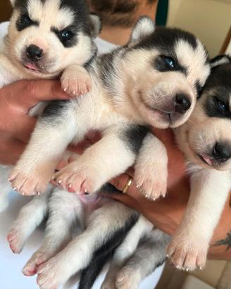 Cuccioli siberian husky puri