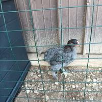 Gallina marans