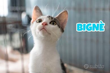 Bignè gattino biancogrigio di 4 mesi