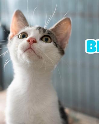 Bignè gattino biancogrigio di 4 mesi