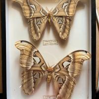 Attacus Atlas insetti impagliati