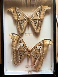 Attacus Atlas insetti impagliati