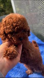 Cuccioli barboncino toy Pedigree Enci e mini toy