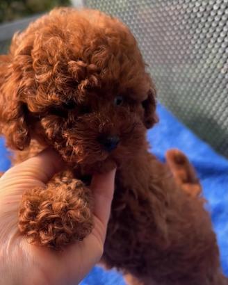 Cuccioli barboncino toy Pedigree Enci e mini toy