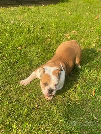 Bulldog inglese