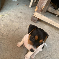 Jack russel