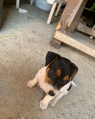 Jack russel