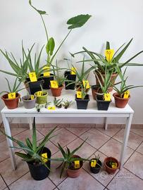 Piante di aloe vera, varie misure + Alocasia